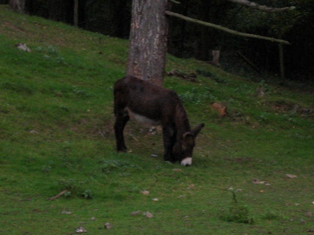 Saint-Michel - Borzée 2007